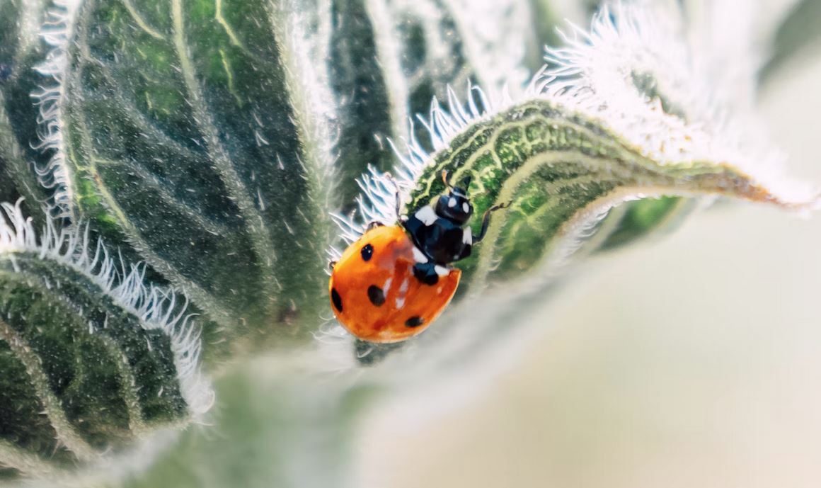 Macro close-up. Photo by Eric Muhr, in public domain. 