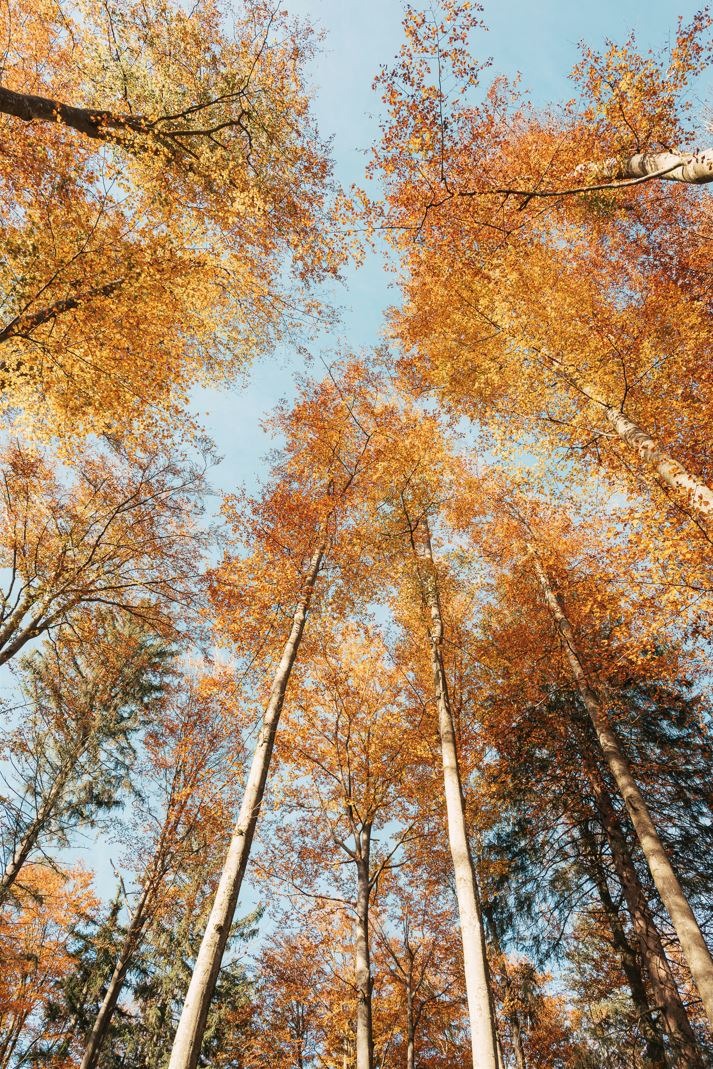 Photos of trees, looking up. Photo by Pascal Bullan. Image in public domain.